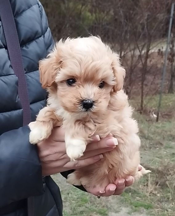 Мальтипу девочки и мальчики