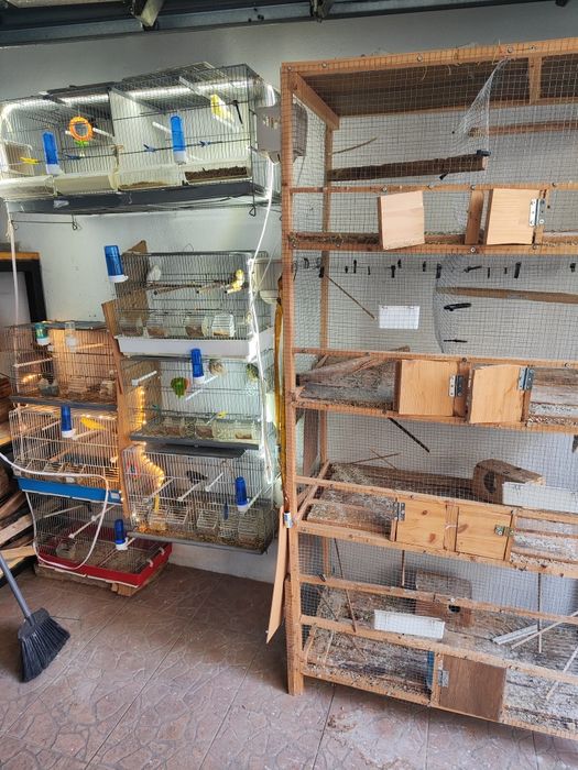 Glosters casais e gaiolas