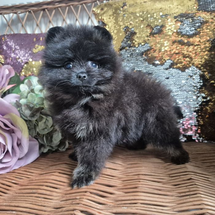Dziewczinka Puma czarna  podpalane. Pomeranian