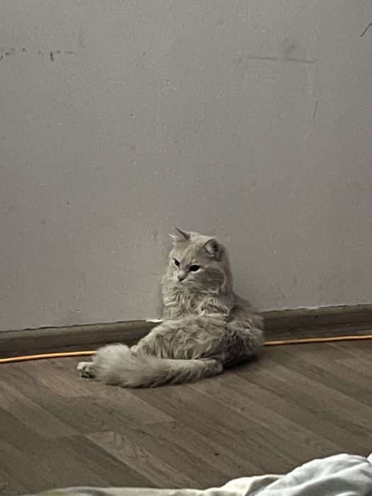 Отдам даром кота срочно