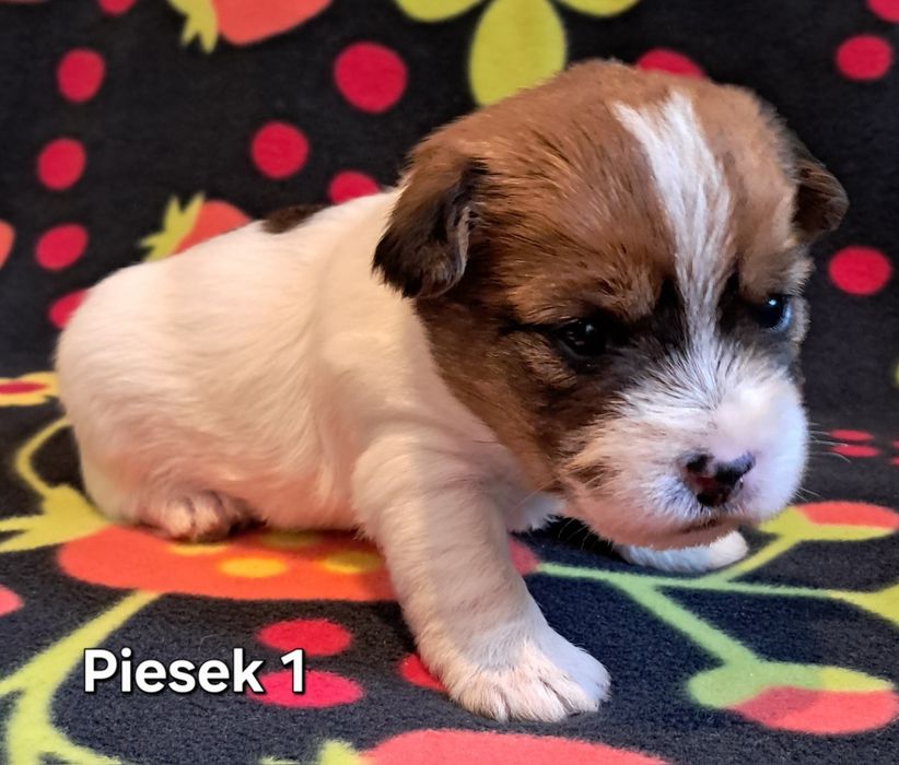 PIESEK TICKET Jack Russell Terrier szorstkowlosy ZKwP FCI
