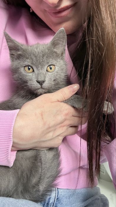 Кошенятко 1,5-2 міс