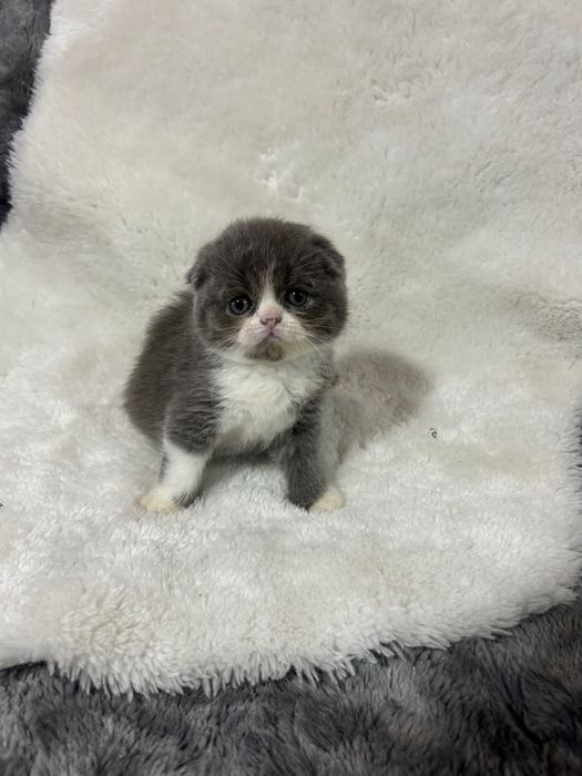 Scottish fold / straight