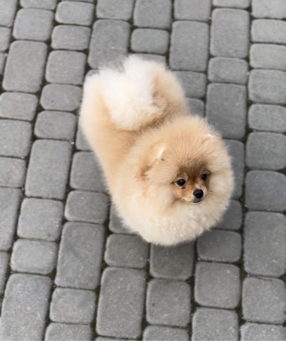 Дівчинка в пошуках мами