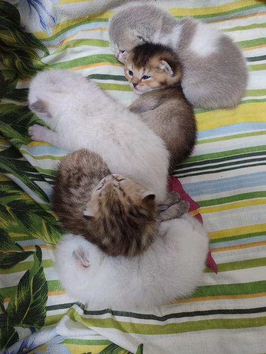 Кошенята до бронювання