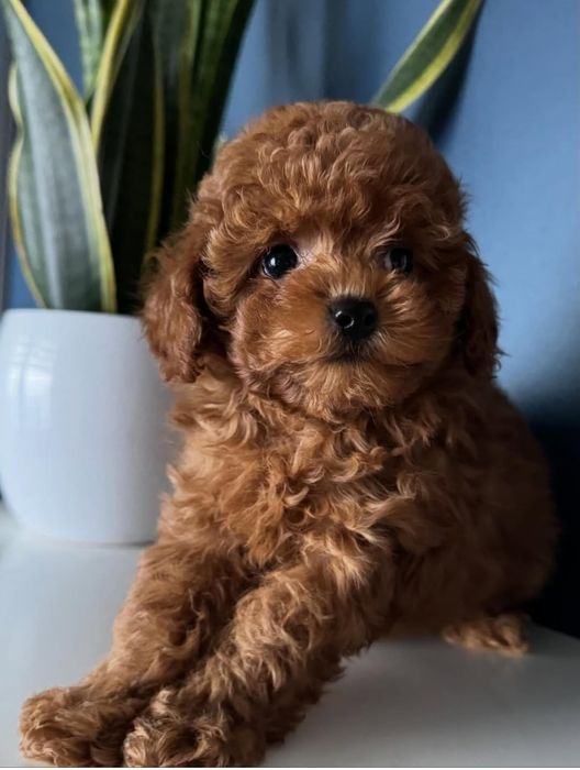 Той пудель дівчинка чудова красуня