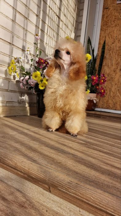 Той пудель мальчики