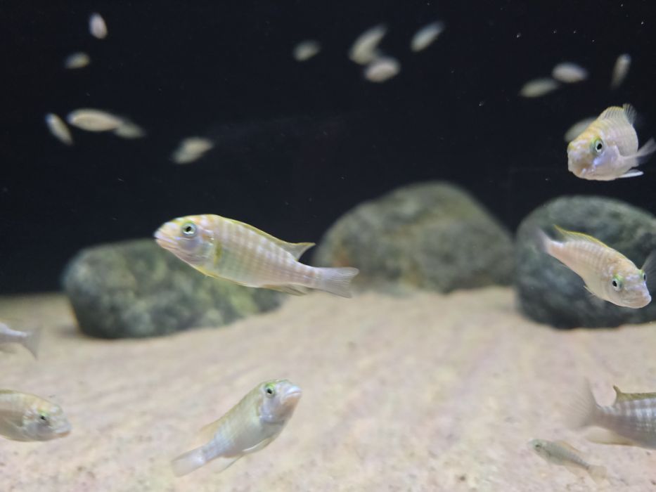 Petrochromis macrognathus
