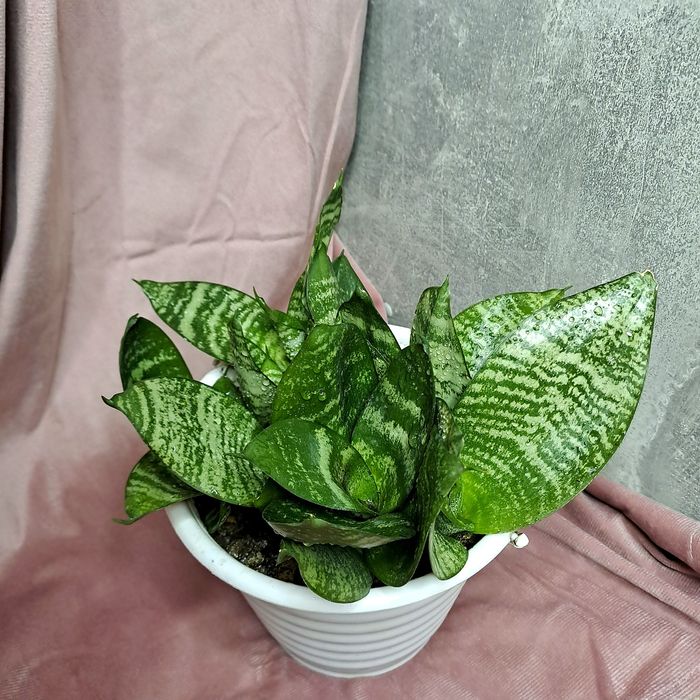 Продам Сансев’єрію