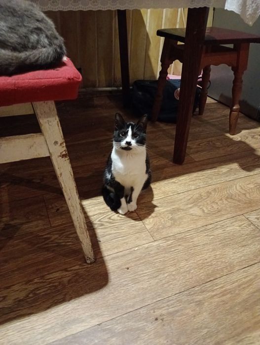 Віддам даром двох котиків