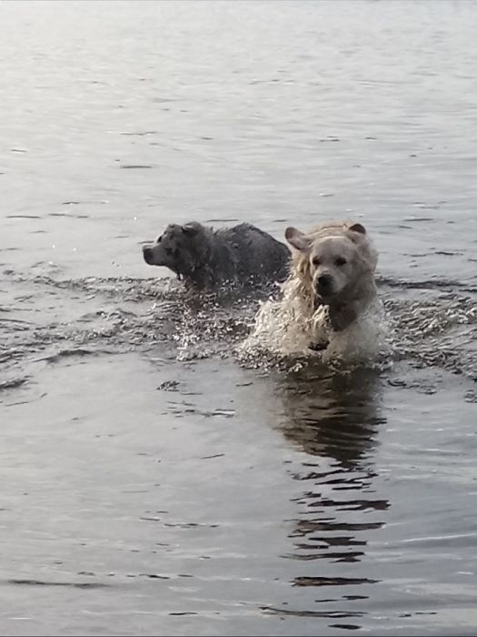 Зооотель/Зоогостиница/Гостиница для собак/передержка/зоосадик/няня