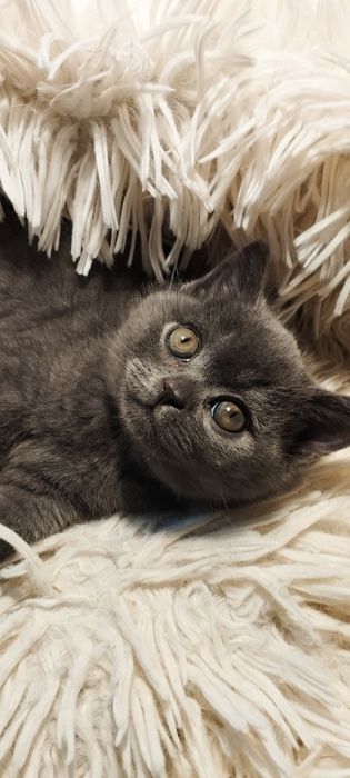 Шотландский скоттиш страйт мальчик