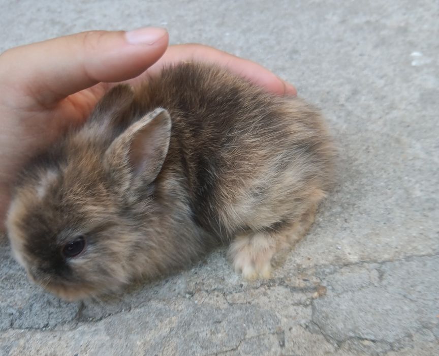 Coelhos anões peludinhos