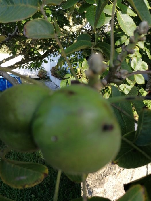 Nogueiras de excelente produção