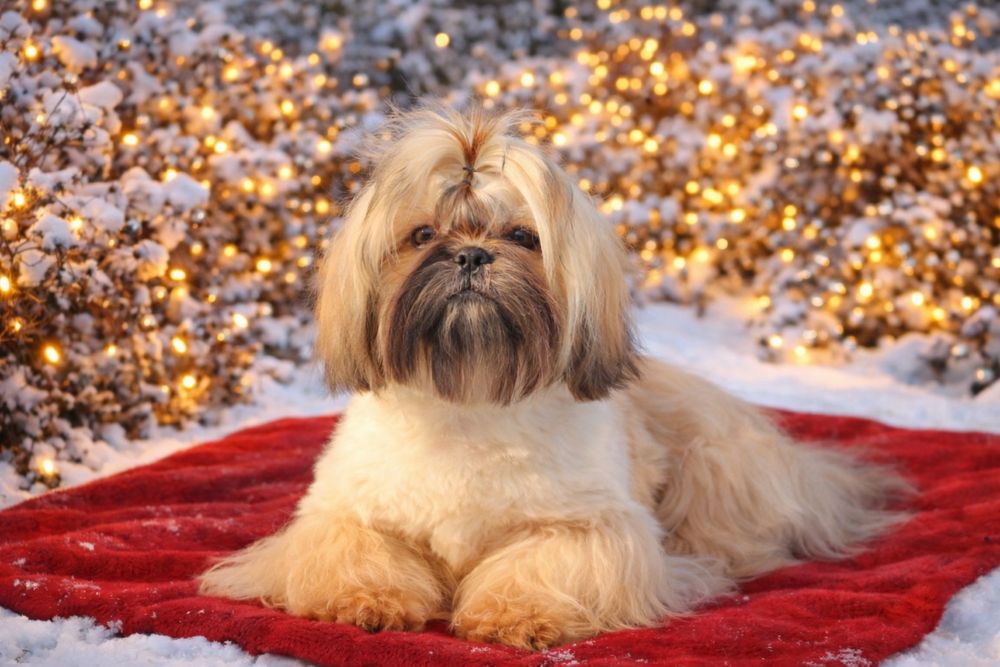 Неймовірний яскравий і ніжний хлопчик