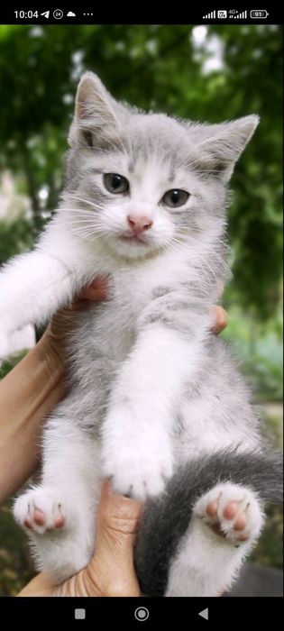 Отдам даром в хорошие руки котят