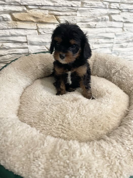 Cavapoo cavalier pudel sunia