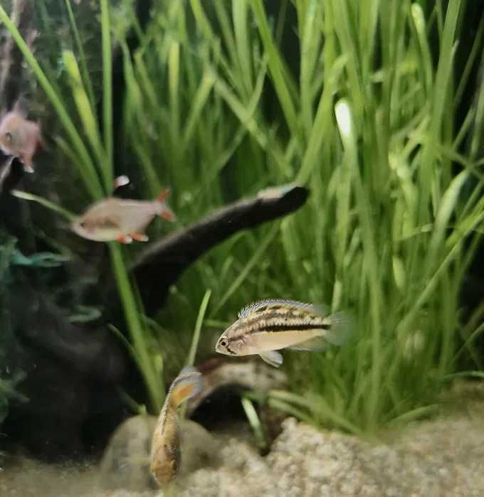 Rybki, akary , wymiana, akwarystyka