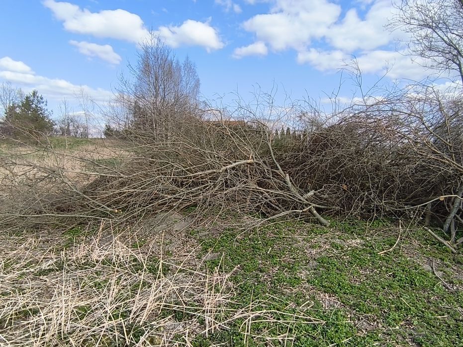 Oddam gałęzie i drzewo na rębak