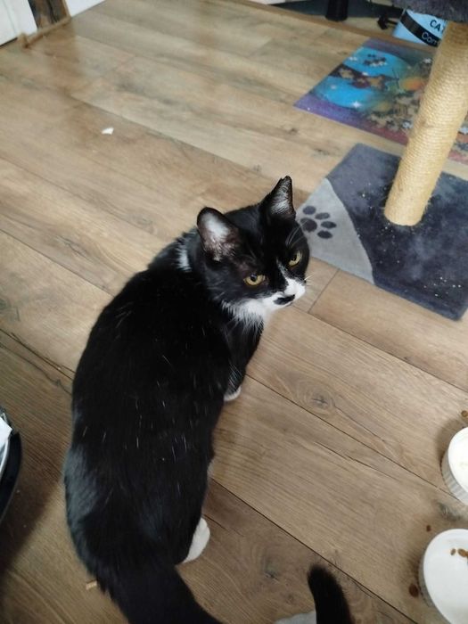 cudowna przyjazna kicia do oddania