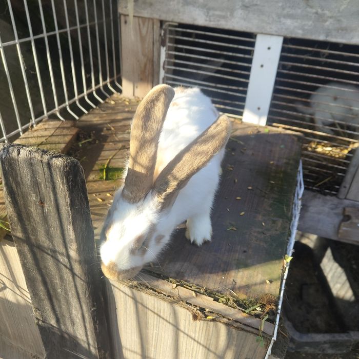 Sprzedam samce i samice Belg