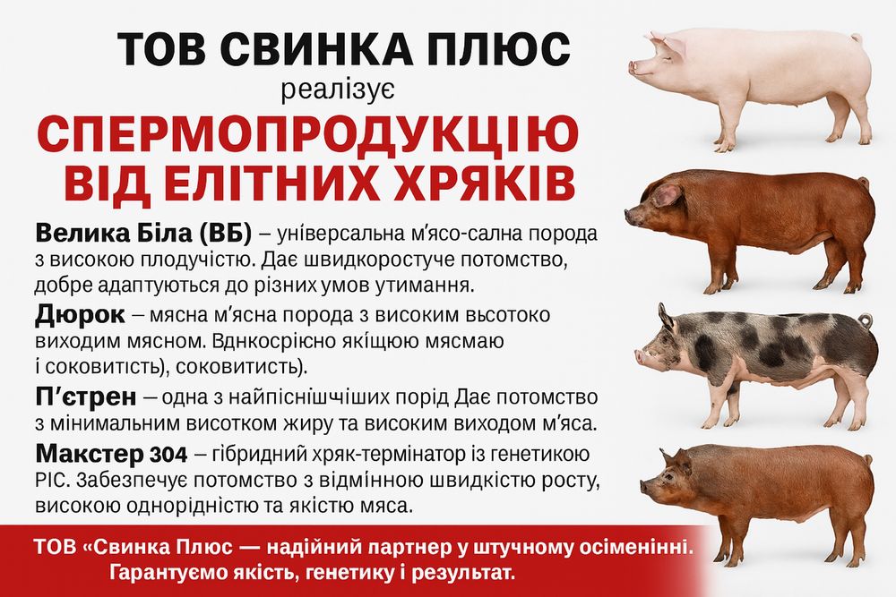 Спермодози від мʼясних порід Пʼетрен,Дюрок,Ландрас,Велика Біла