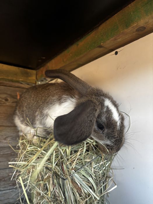 Kroliki barany francuskie