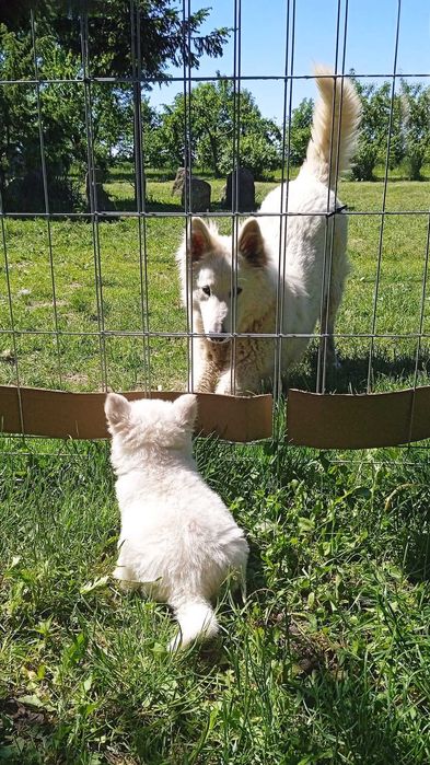 Biały Owczarek Szwajcarski Szczeniak Hodowla Pies
