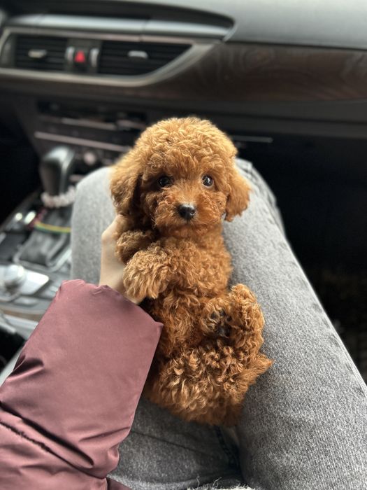 Малыш мальтипу ф2 Тедди мишка Киев