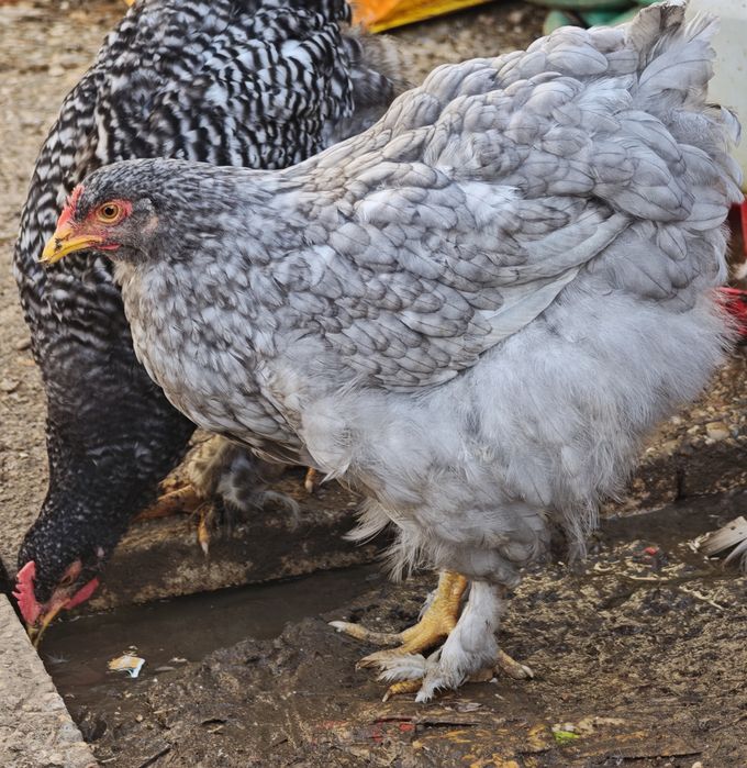 Casal Cochinchina