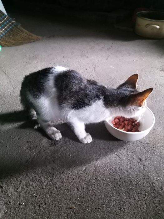 Kotek szuka nowego domku .