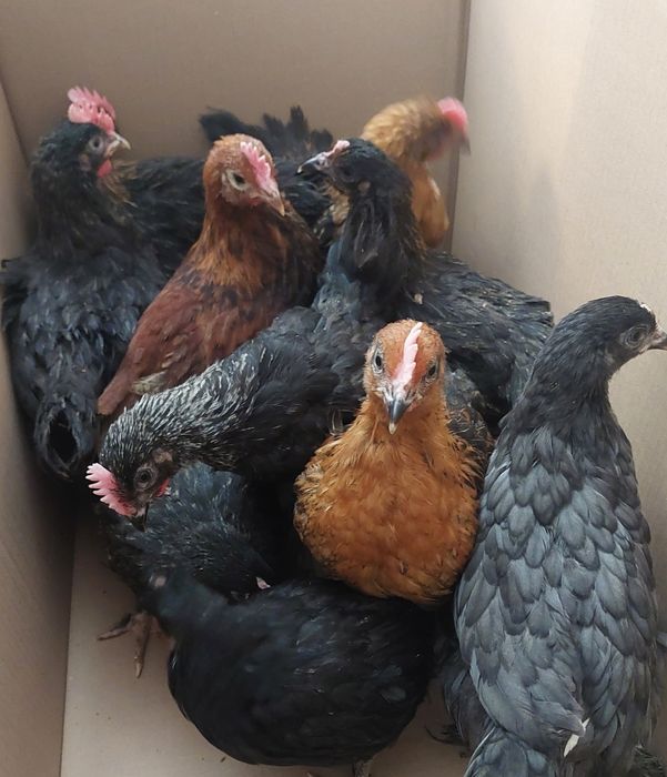 Kurczeta marans , kurczeta mix