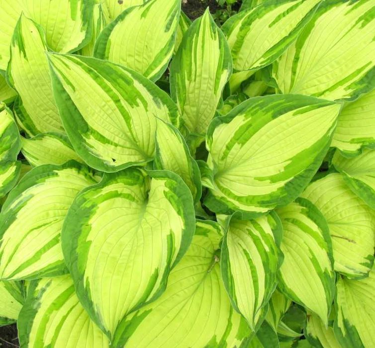 Хости варієгантна  хоста багаторічники