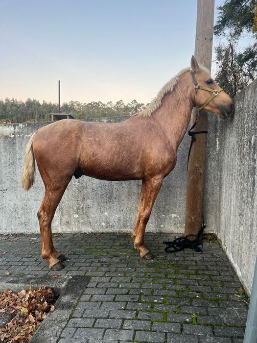 Cavalo palomino letra R