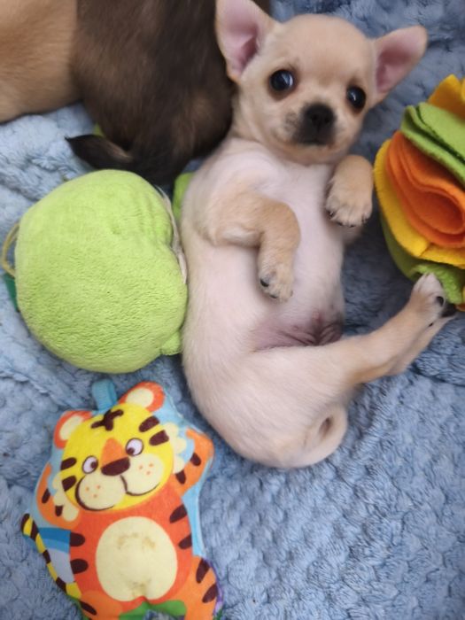 Piękna mała chihuahua