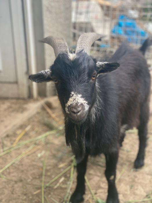 Cabrito anão macho para venda