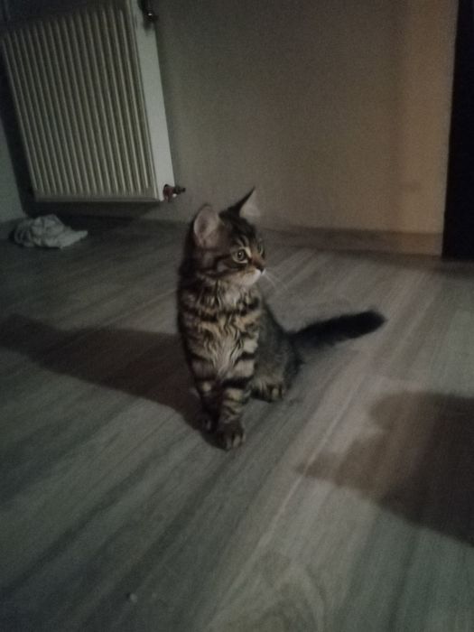 Kocurek Syberyjski Ciemno brązowy pręgowany