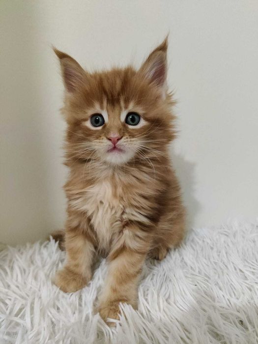 Maine Coon / ruda / FPL