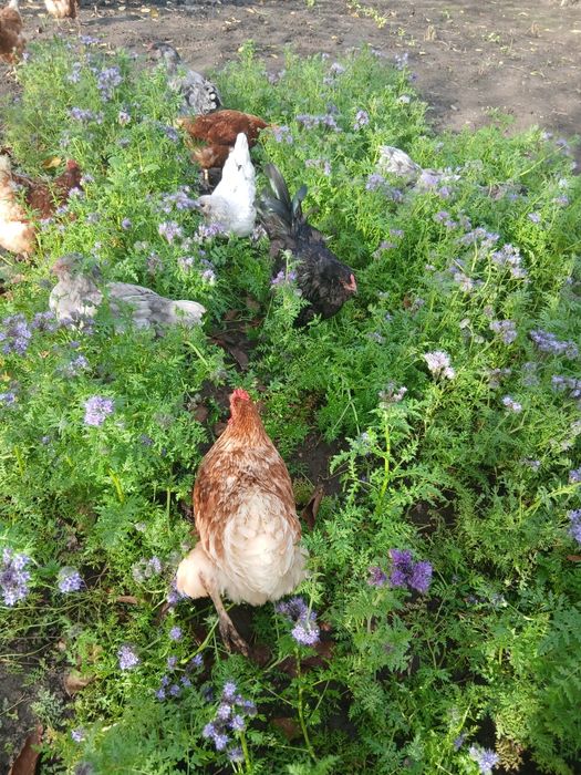 Інкубаційні яйця (мікс) Амераукана + Ломан Браун