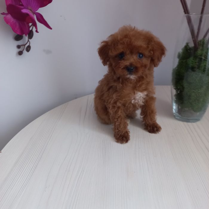 Шикарная малышка чашка