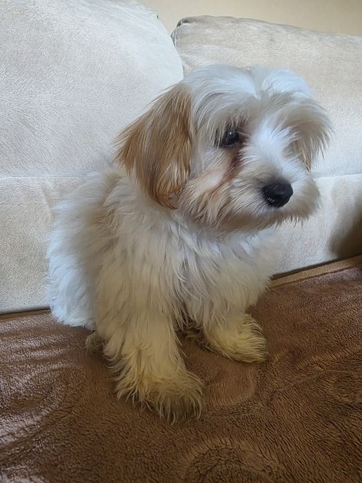 Yorkshire Terrier chłopczyk