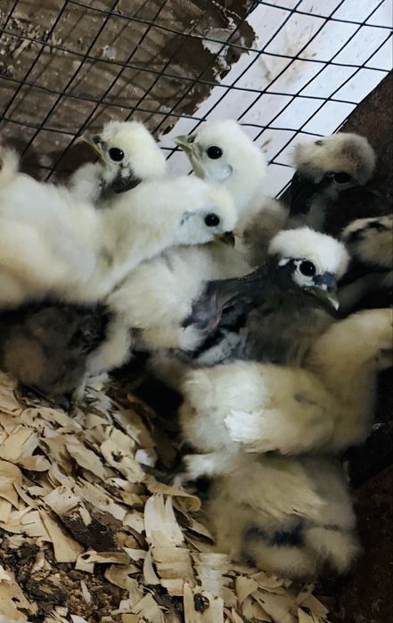 Sedosas bebés com uma semana