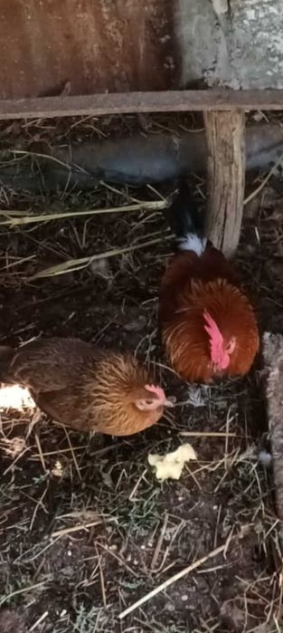 Gallus bankiva, faisão lady e Gigi  e Galo asil anão.
