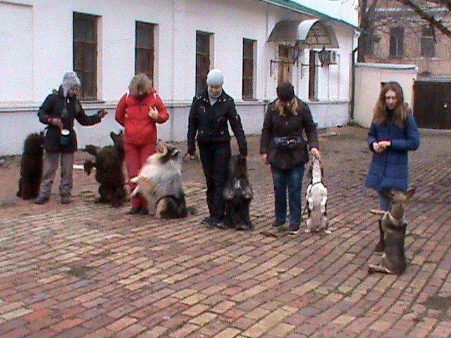 Дрессировка собак в Киеве