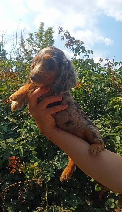 Довгошерстний мерле красень.