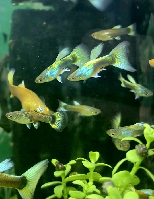 Аквариумные рыбки, гуппи, анциструс, улитки, аквариумные растения