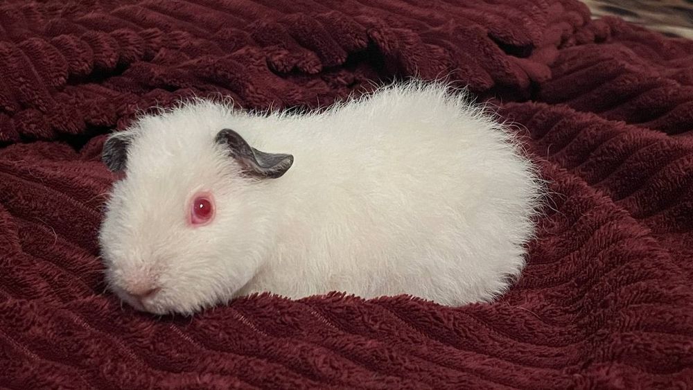 Морська свинка Тедді