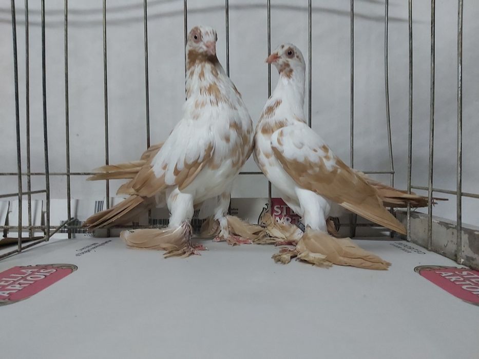 Gołębie Widyny Żółte