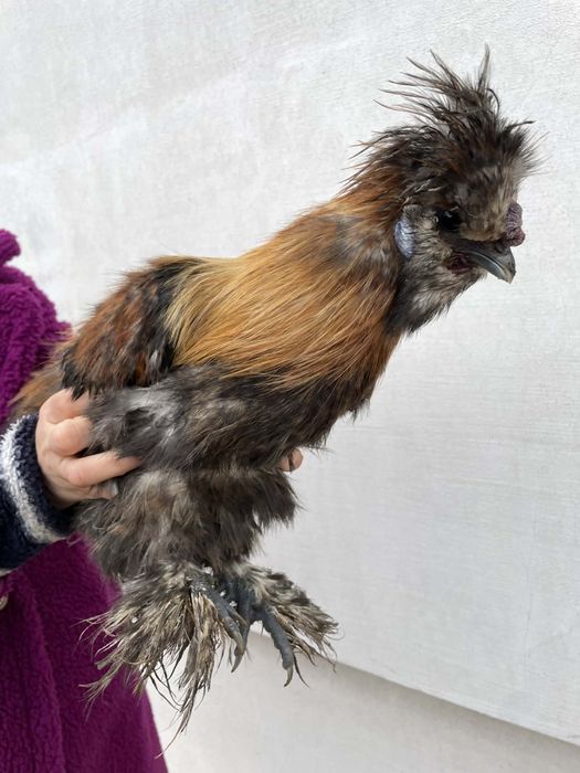 Koguty silki o ładnym upierzeniu