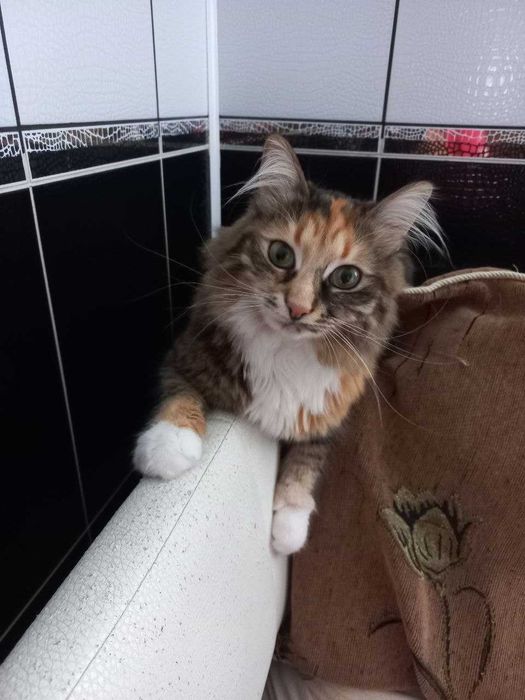 Шукаю! Допоможіть повернути!